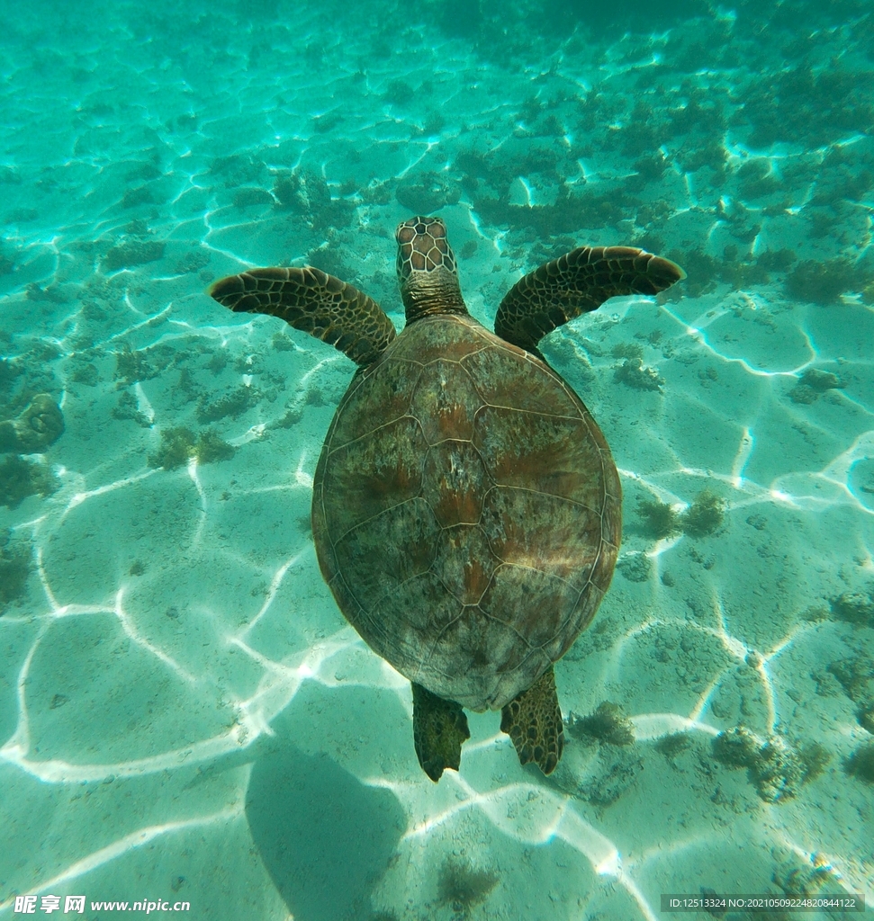 海龟