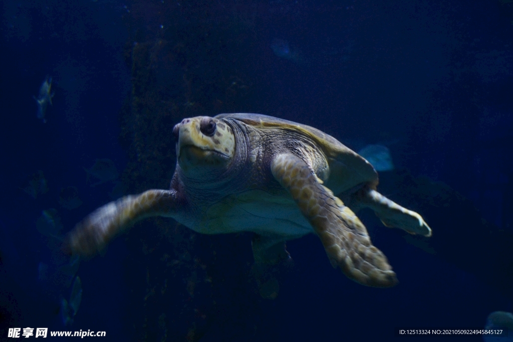 海龟