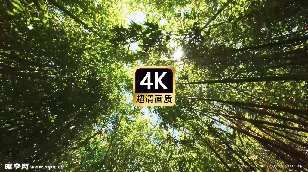 仰视角拍摄竹林美景