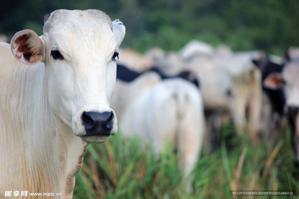 牛