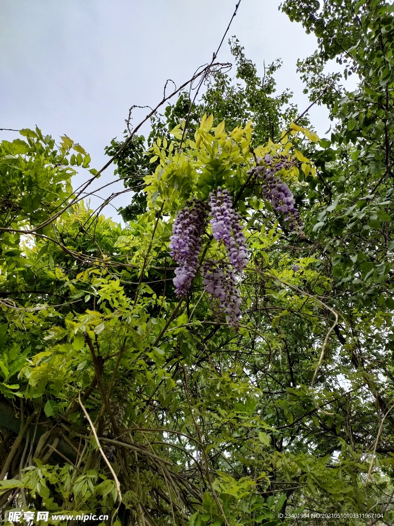 夏日阳光下的紫藤萝绿植