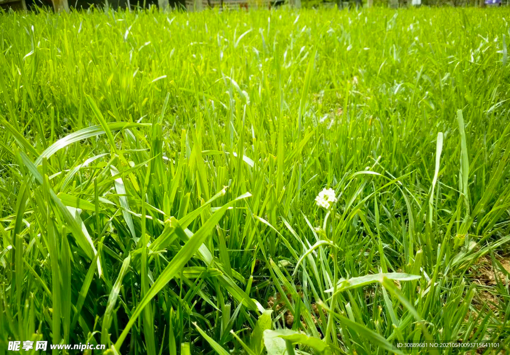 草地