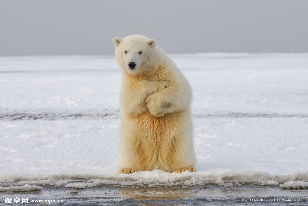 北极熊