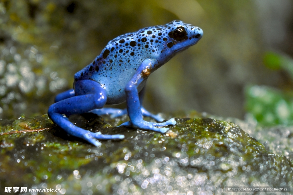 蓝蛙