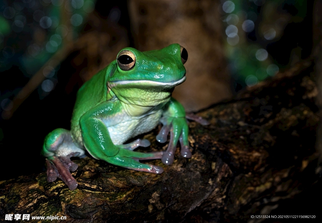 绿蛙