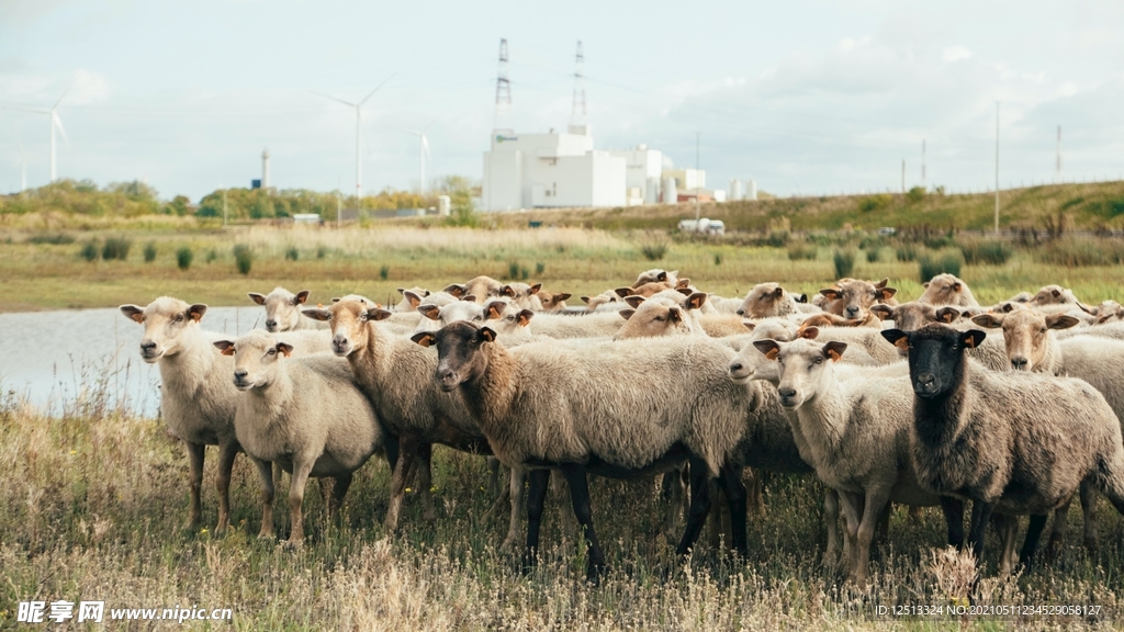 羊群