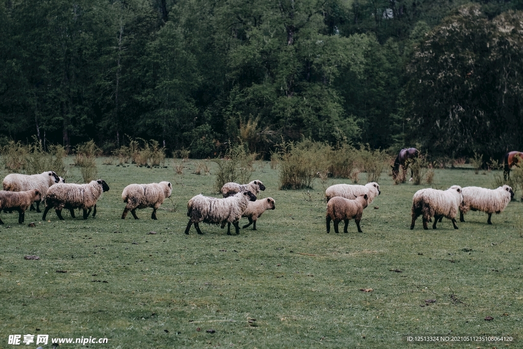 羊群