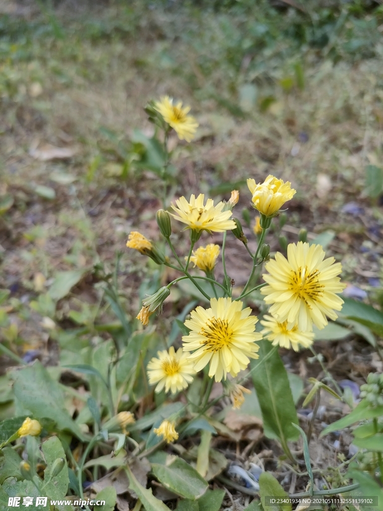 路边的黄色小野花