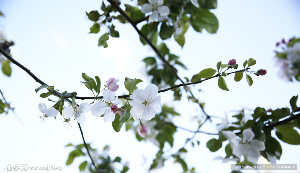 小花