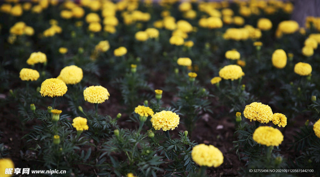 小菊花