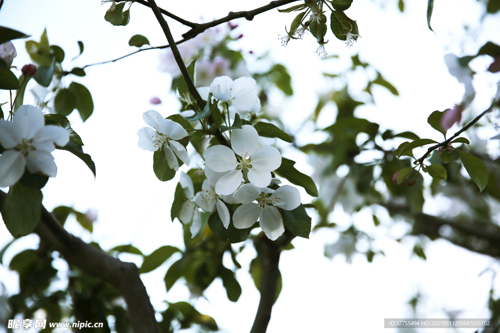 小花