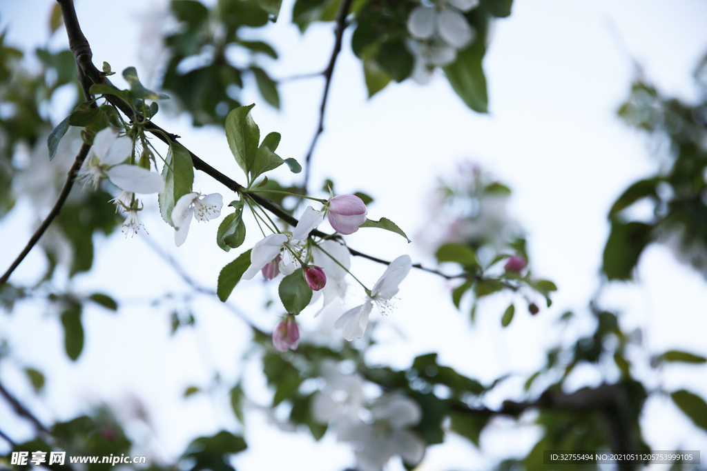小花