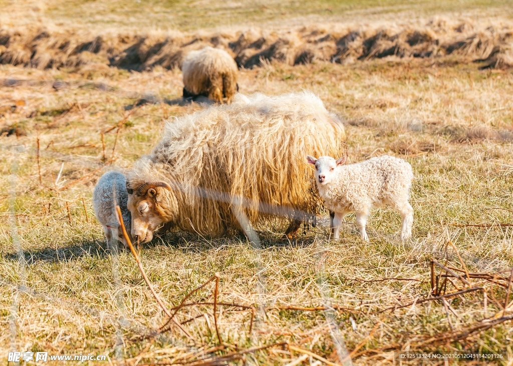 羊