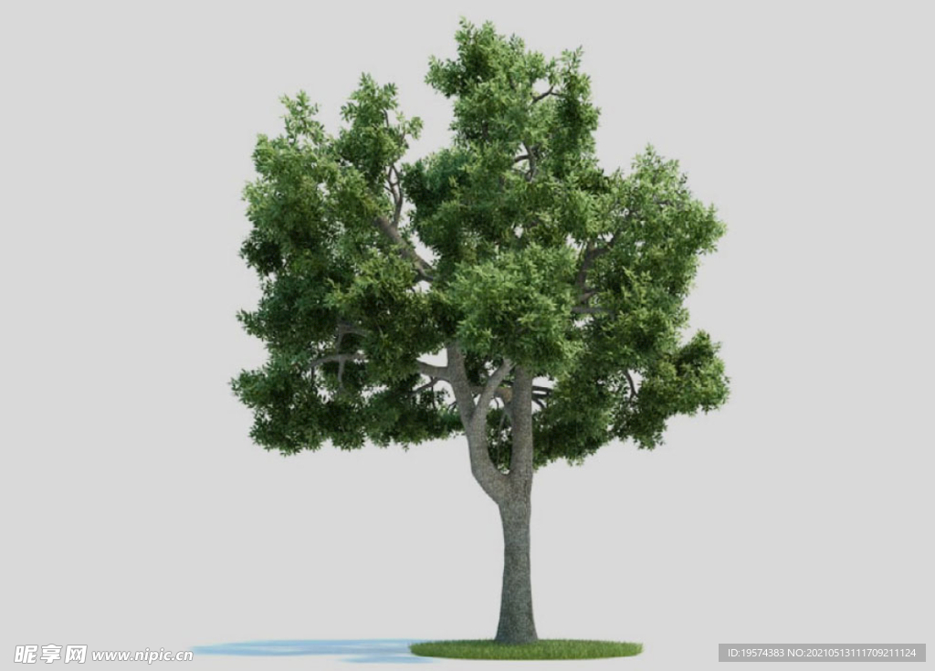 c4d模型道路景观树绿色植物