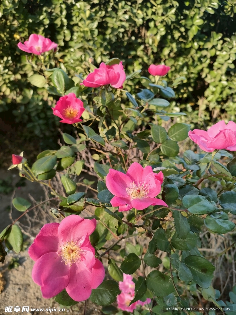 路边灿烂紫色月季花