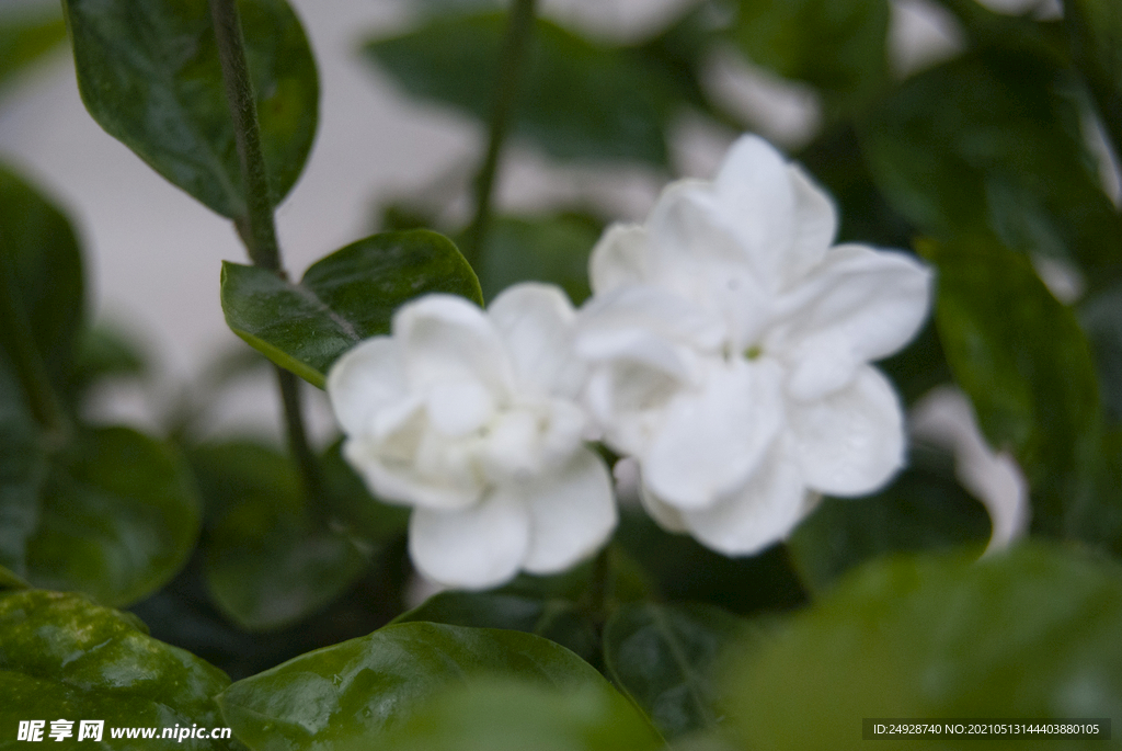 茉莉花
