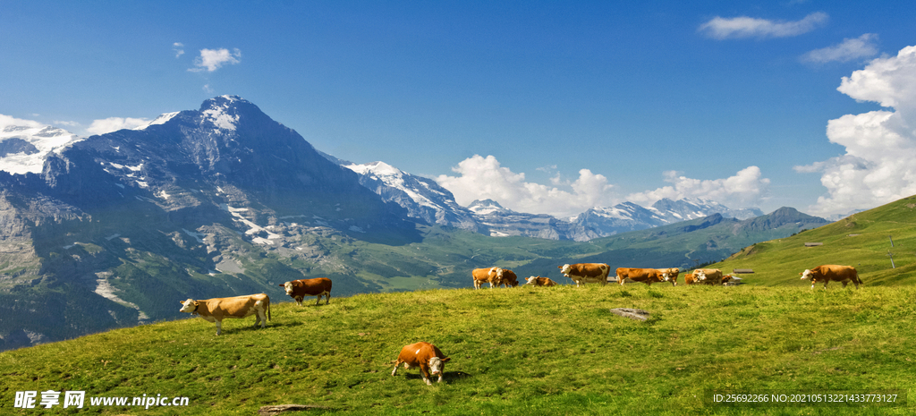 牛羊 草原高山 自然风光 蓝天