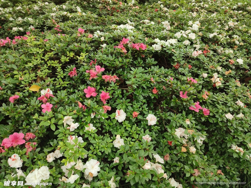杜鹃花