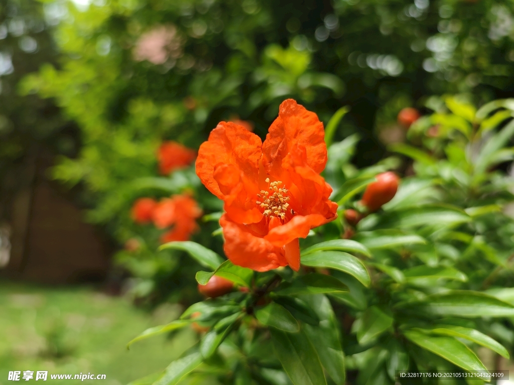石榴花