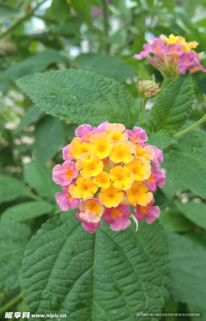 花卉拍照