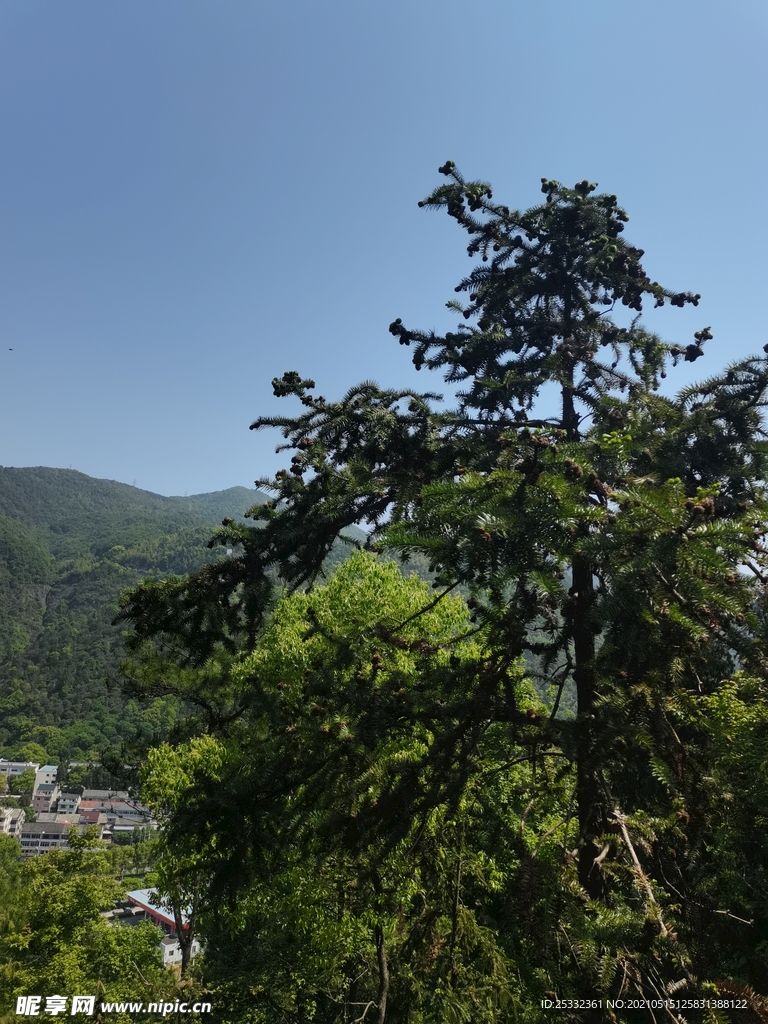 树林 树 绿植 松树 大树