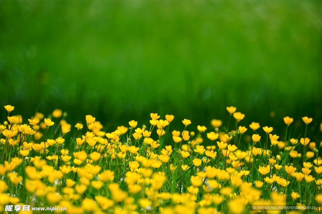 原野黄色的花 