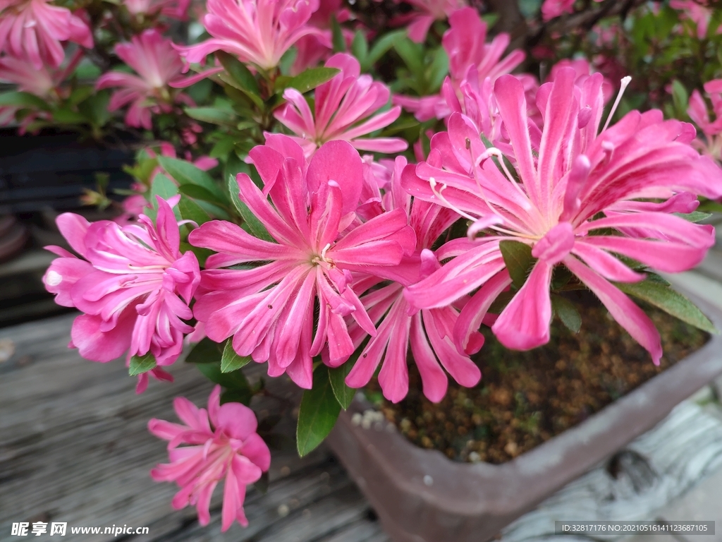 菊花桃