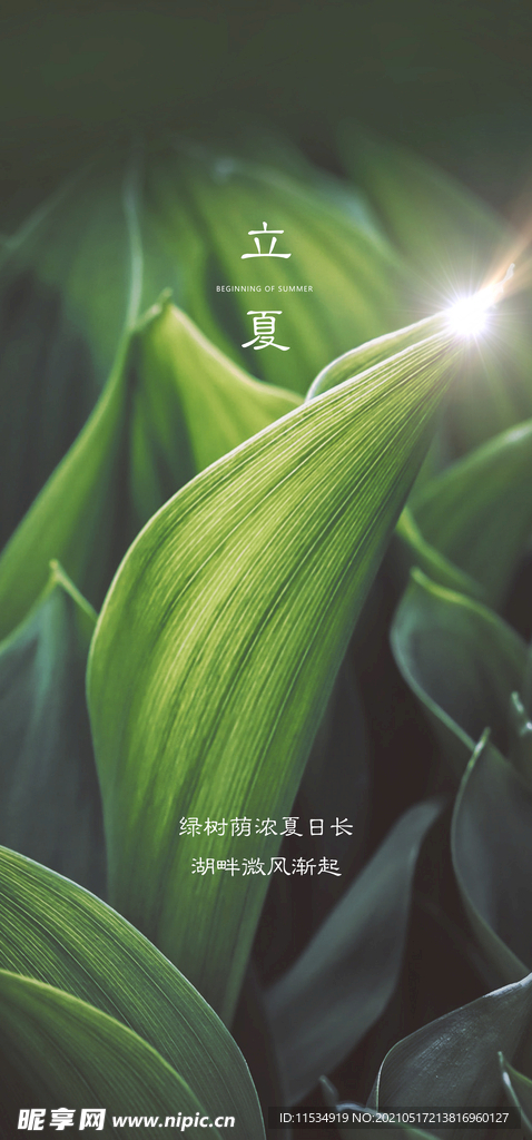 立夏节气海报