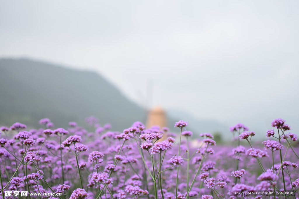 薰衣草