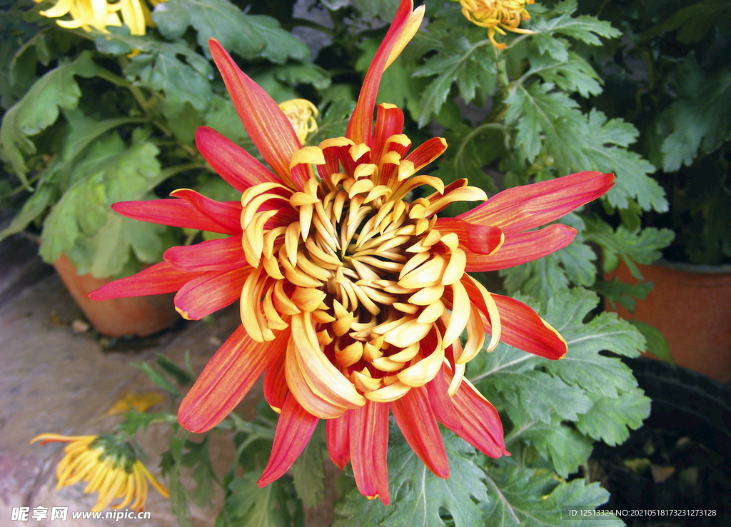 菊花