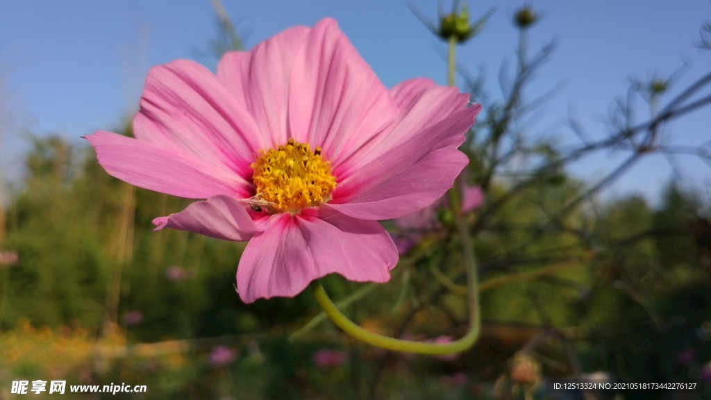 花