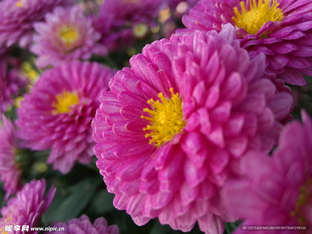 菊花
