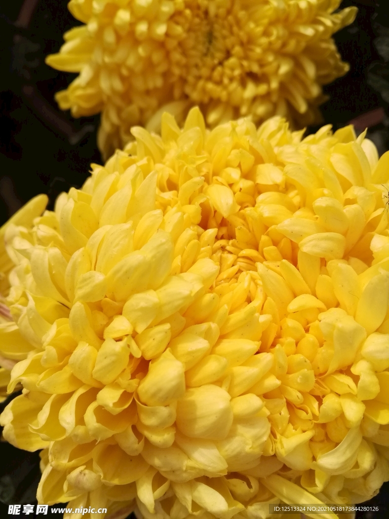 菊花