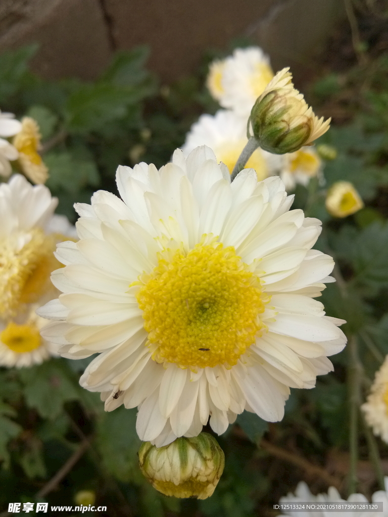 菊花
