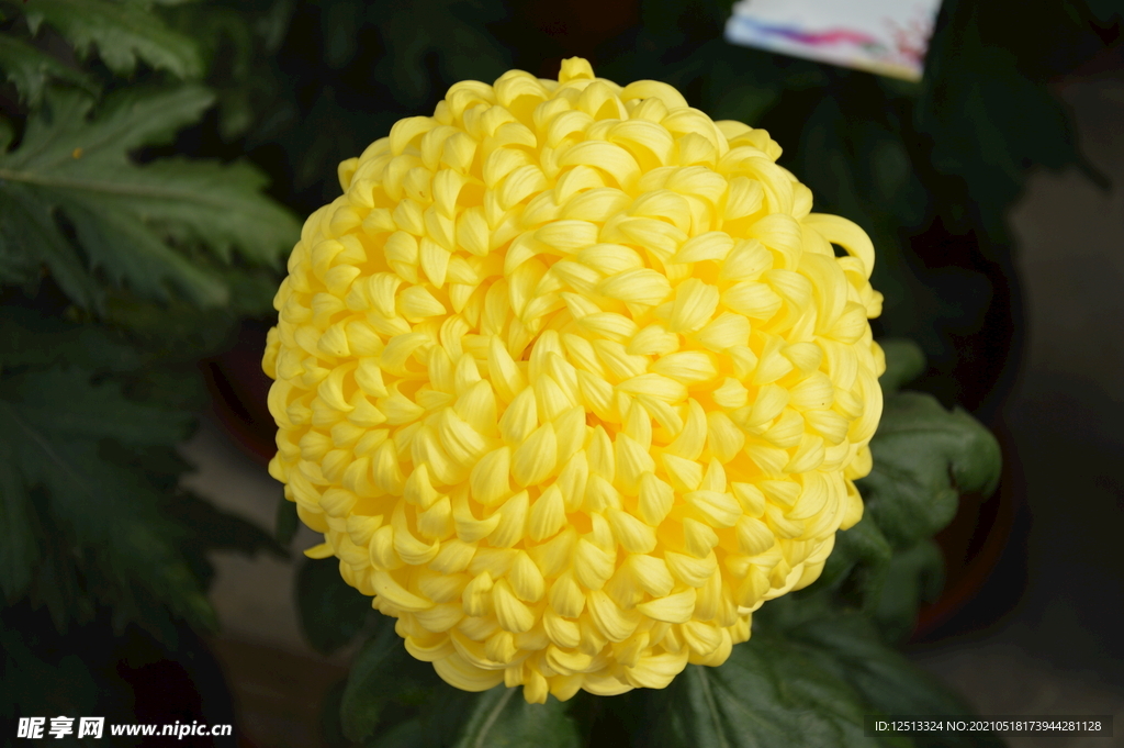 菊花