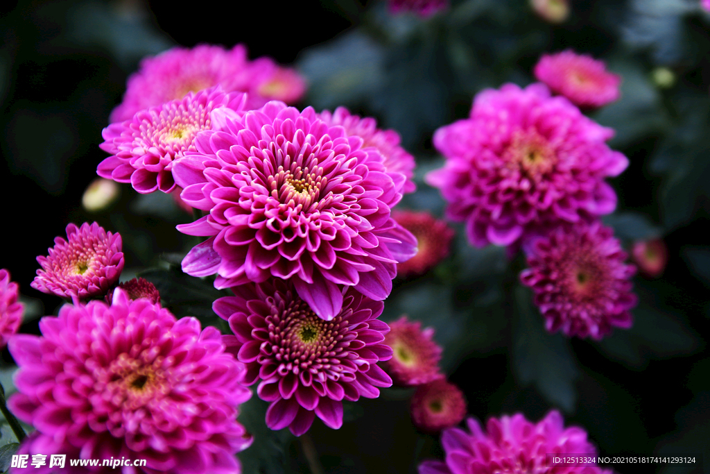 菊花