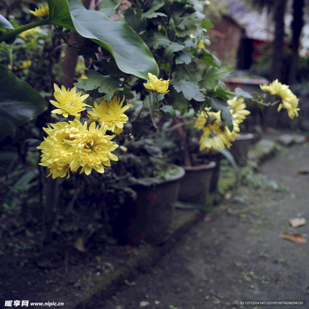 菊花