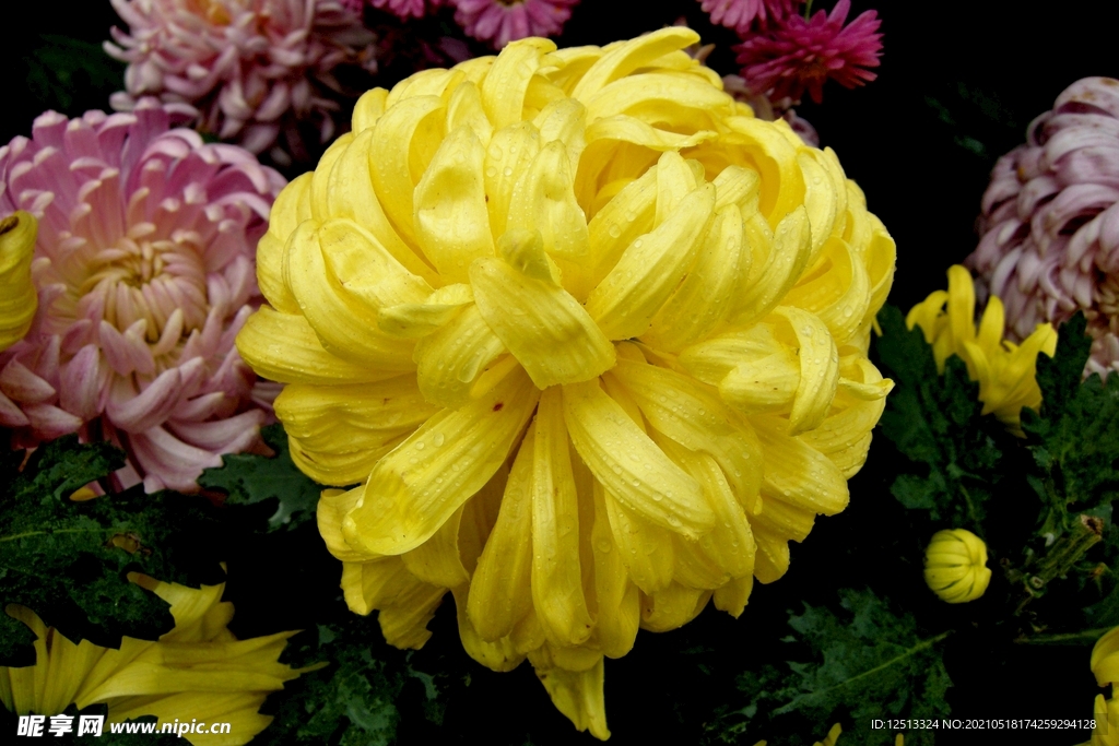 菊花