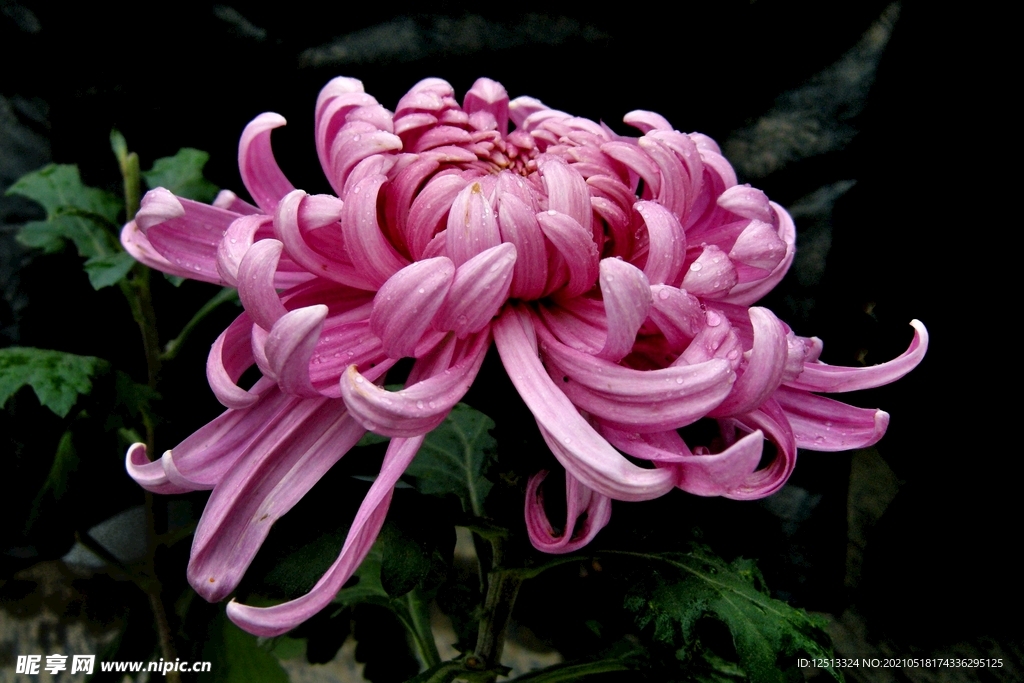 菊花