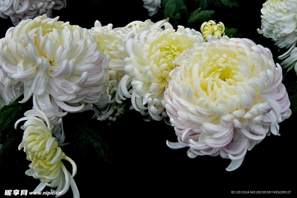 菊花