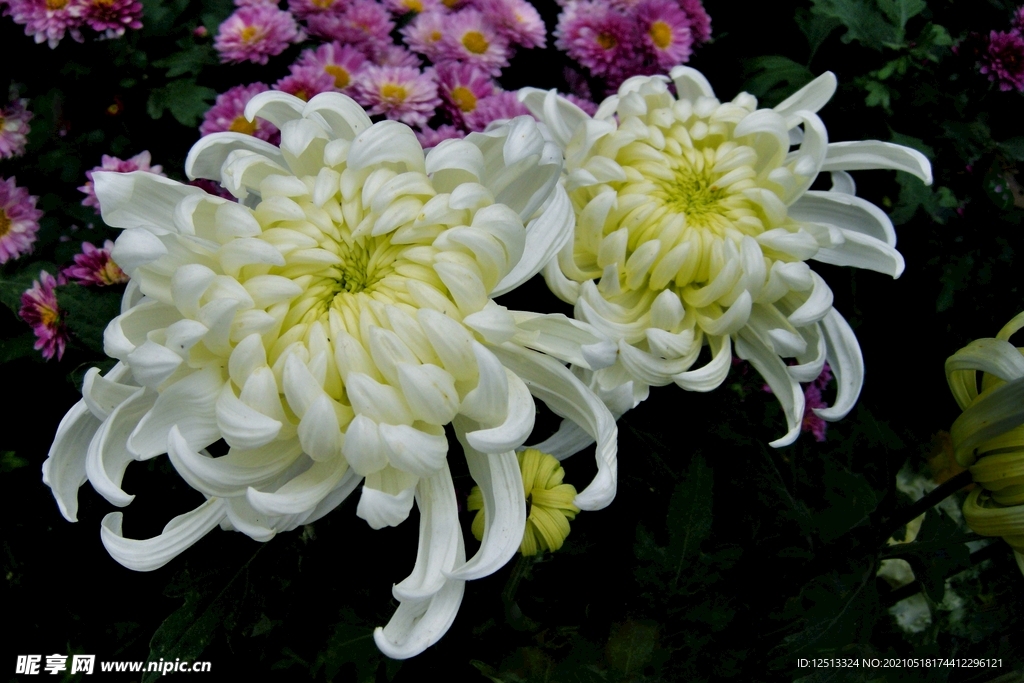 菊花