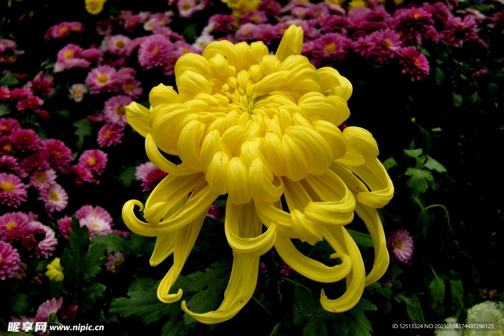 菊花