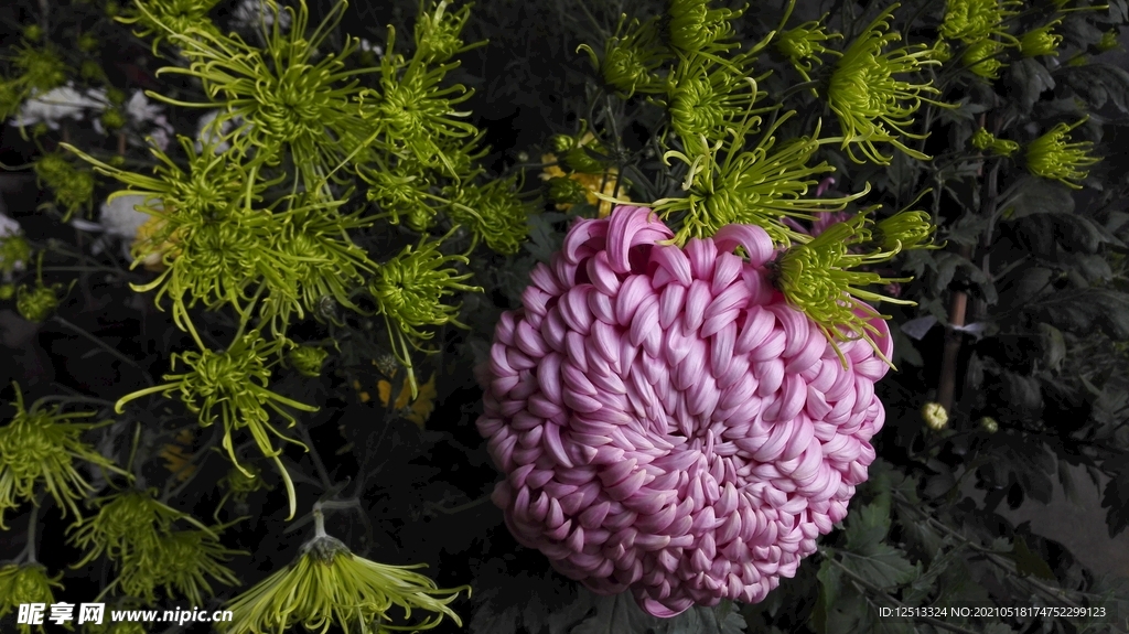 菊花