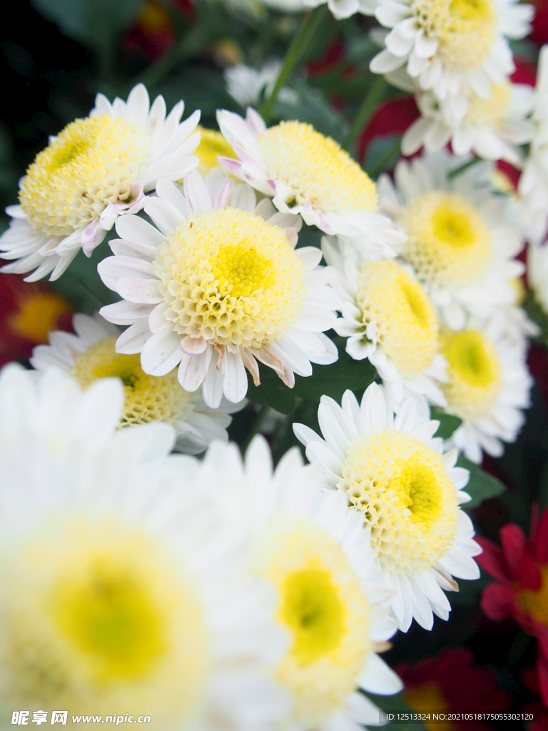 菊花