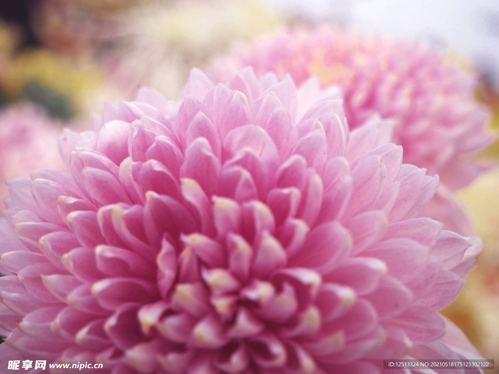 菊花