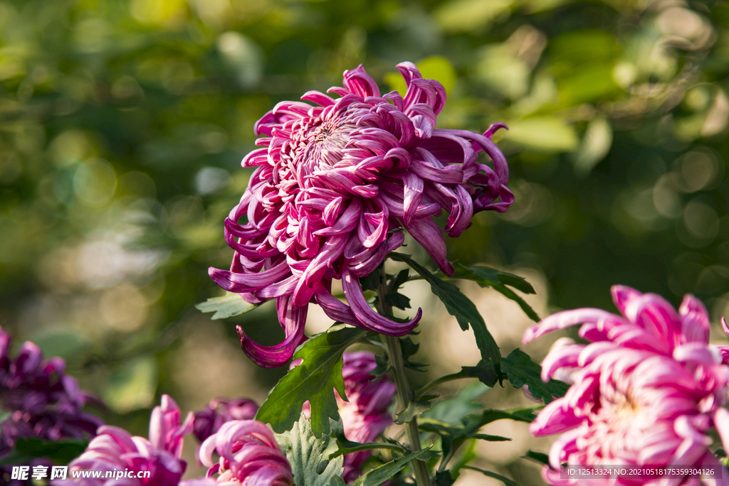菊花