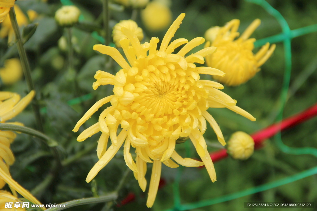 菊花