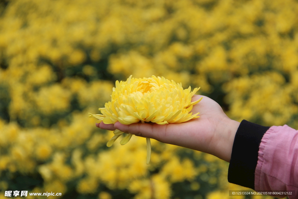 菊花