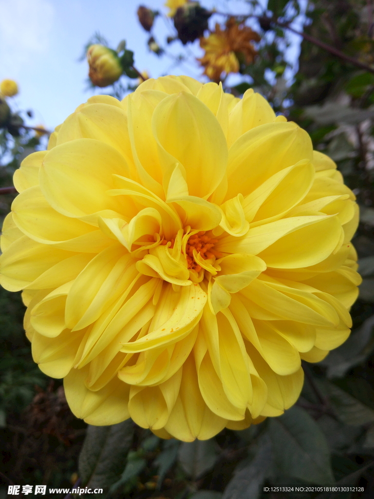 菊花