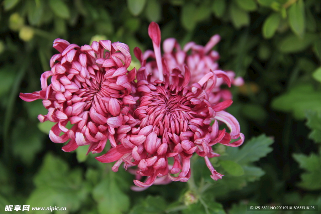 菊花